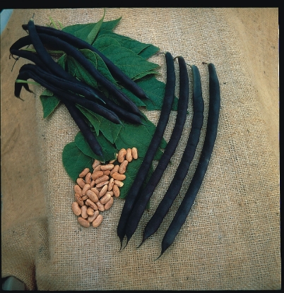 Picture of Climbing French Bean Cosse Violette